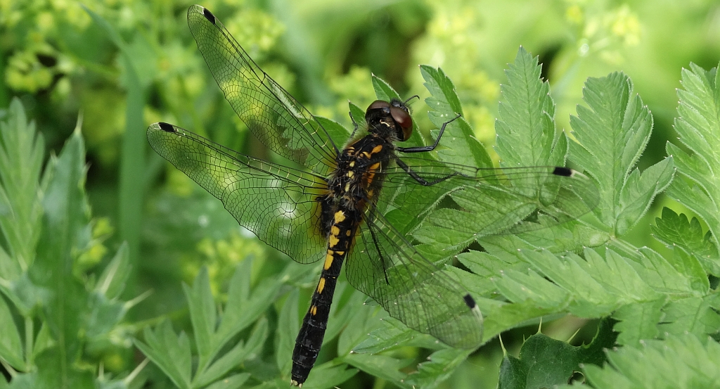 Zalotka białoczelna Leucorrhinia albifrons