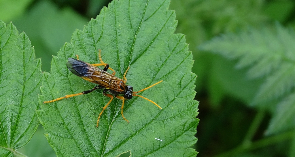 Pilarz polny (Tenthredo campestris)