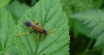 Pilarz polny (Tenthredo campestris)