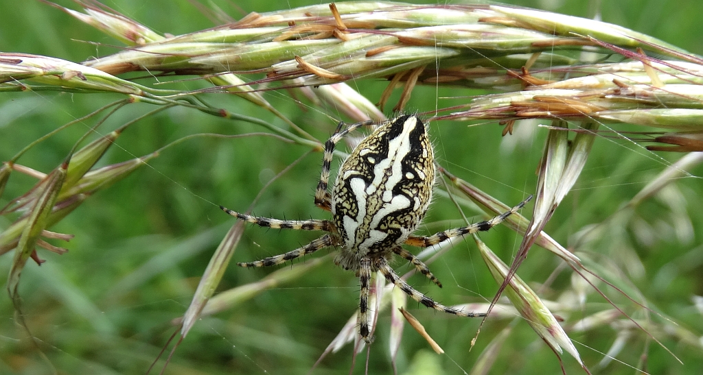 Kołosz wielobarwny (Aculepeira ceropegia)