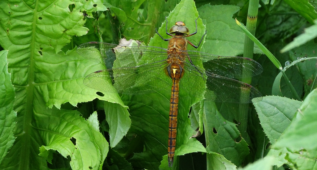 Żagnica /żagiew/ ruda (Aeshna isoceles)