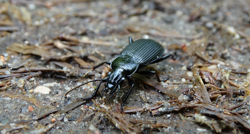 Szykoń czarny (Pterostichus niger)