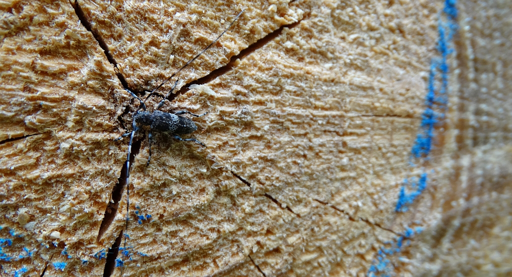 Tycz cieśla (Acanthocinus aedilis)