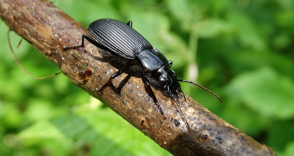 Szykoń czarny (Pterostichus niger)