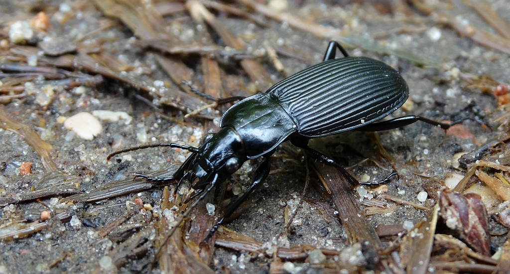 Szykoń czarny (Pterostichus niger)