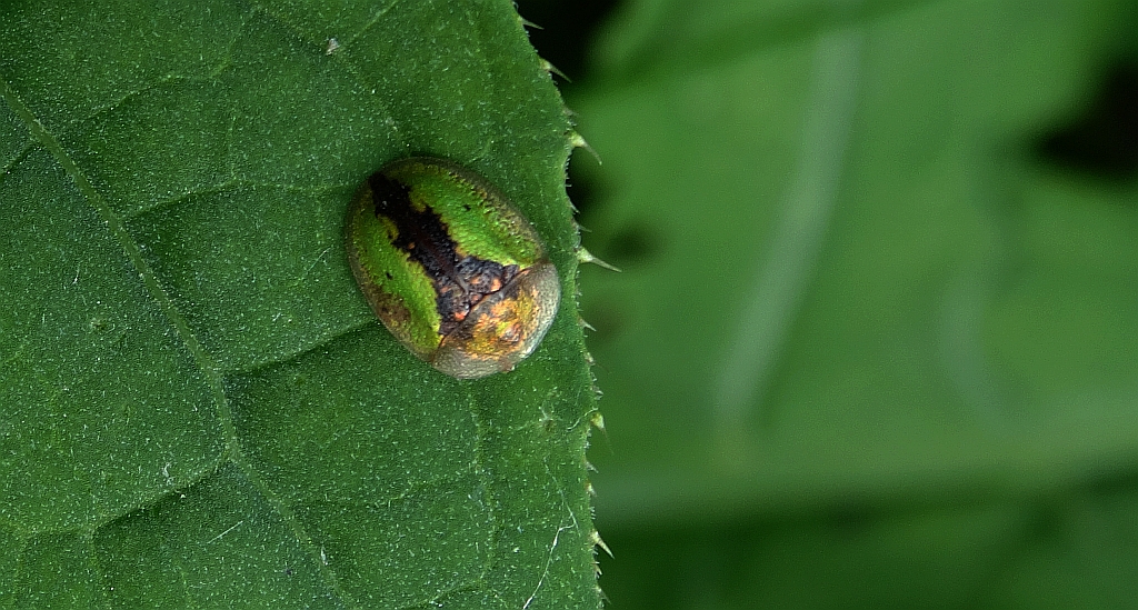 Tarczy łopianowy (Cassida vibex)