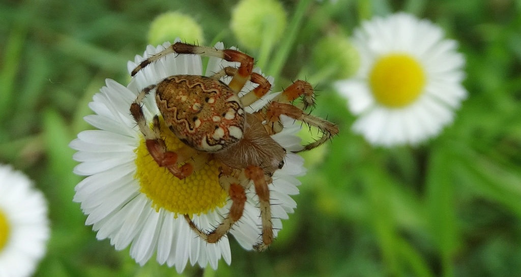 Kołosz wielobarwny (Aculepeira ceropegia)