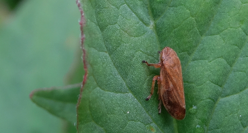Pienik ślinianka (Philaenus spumarius)