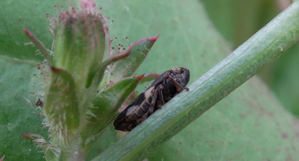 Pienik ślinianka (Philaenus spumarius)