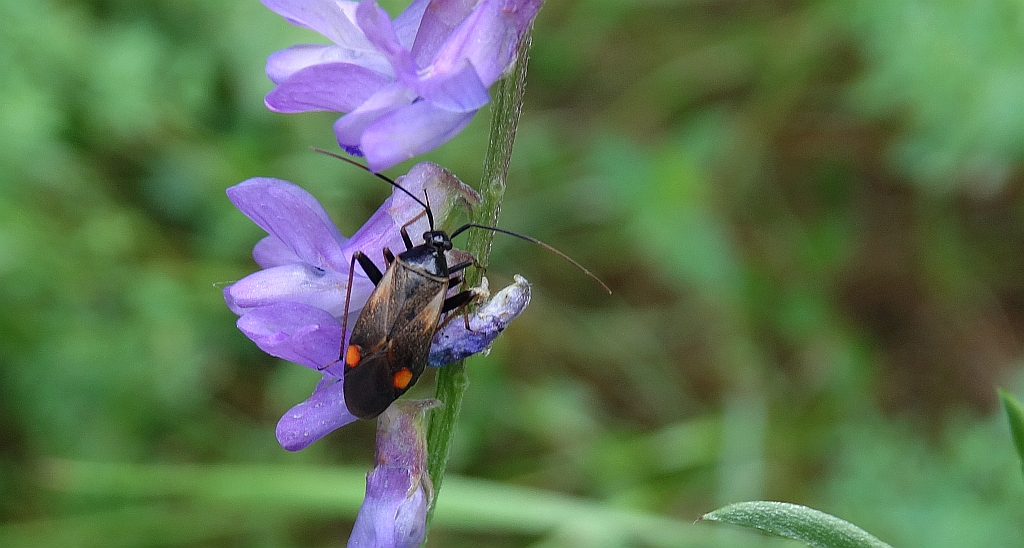 Błyszczek elegancik (Deraeocoris ruber)