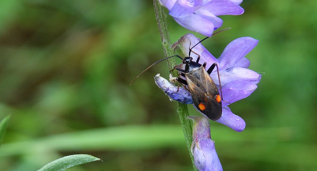 Błyszczek elegancik (Deraeocoris ruber)