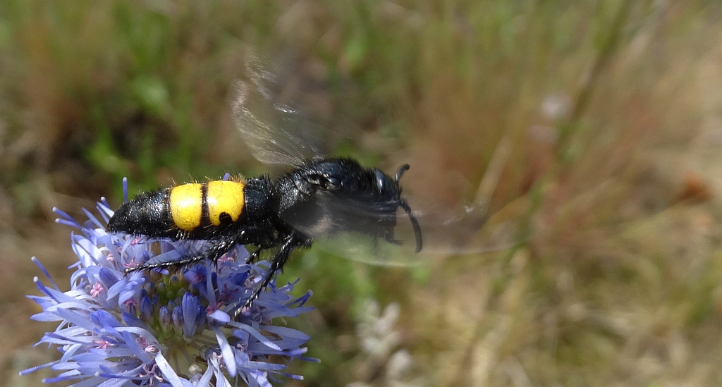 Smukwa okazała (Scolia hirta)