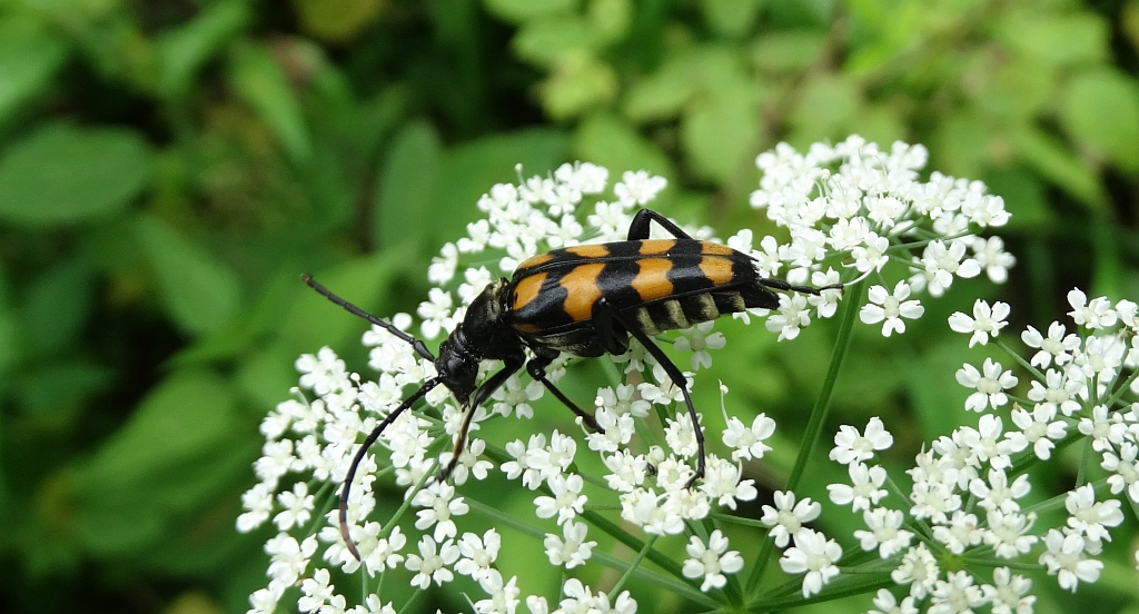 Baldurek pręgowany (Leptura quadrifasciata)