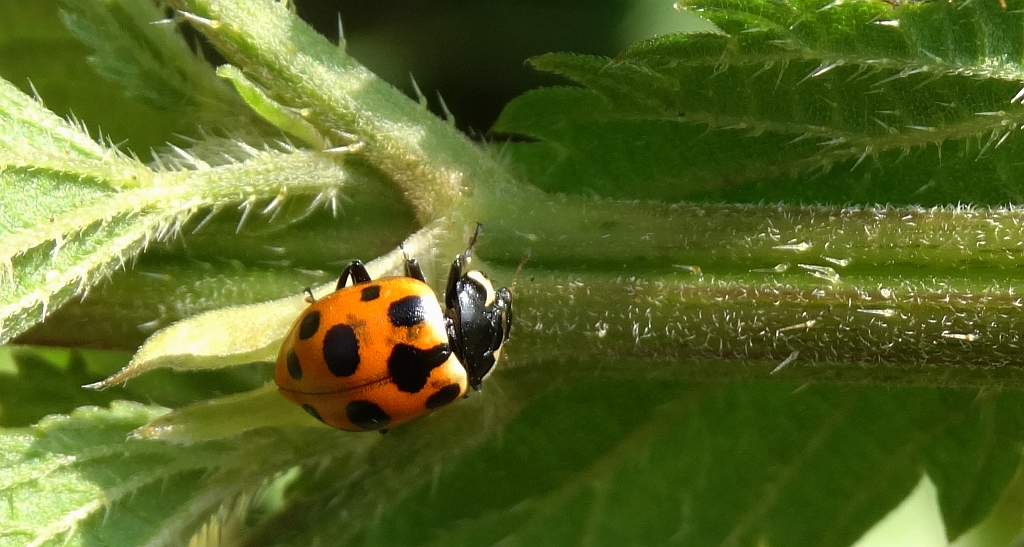Ceratomegilla (Ceratomegilla) notata