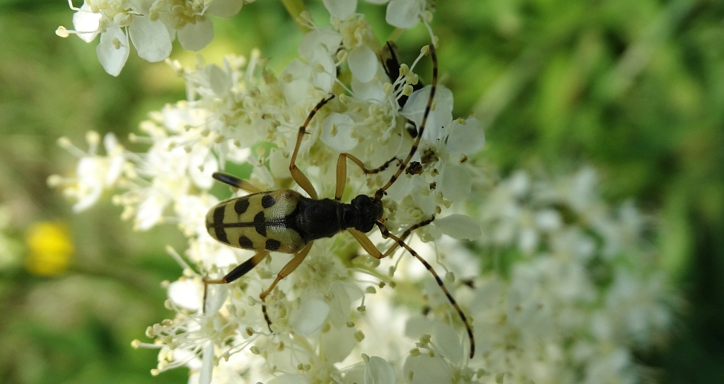 Pętlak pstrokaty (Leptura maculata)