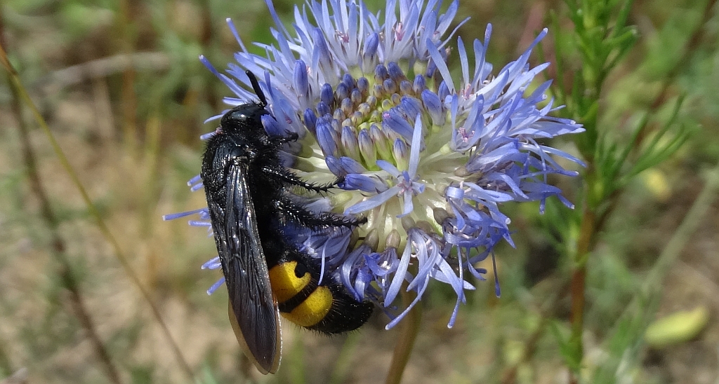 Smukwa okazała (Scolia hirta)