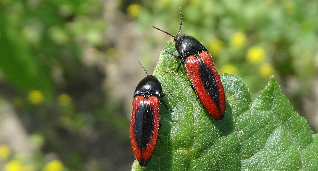 Ampedus sanguinolentus