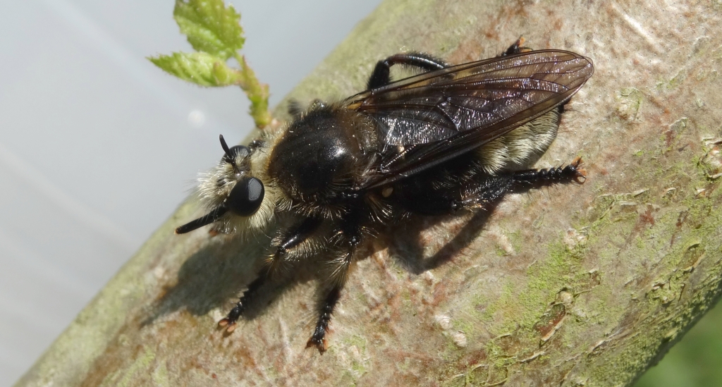 Wierzchołówka żółtowłosa (Laphria flava)