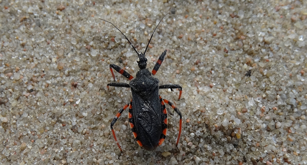 Srogoń napastnik (Rhinocoris annulatus)
