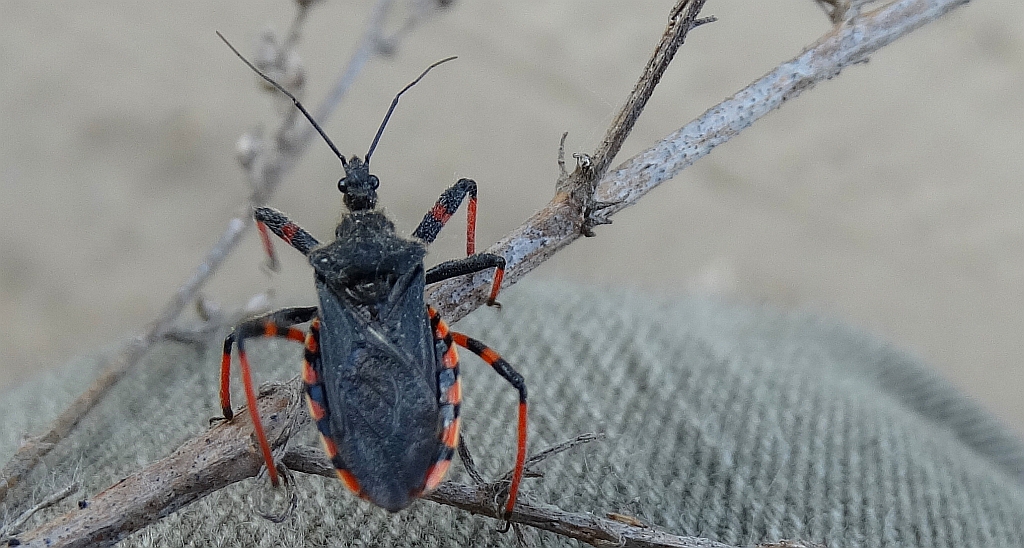 Srogoń napastnik (Rhinocoris annulatus)