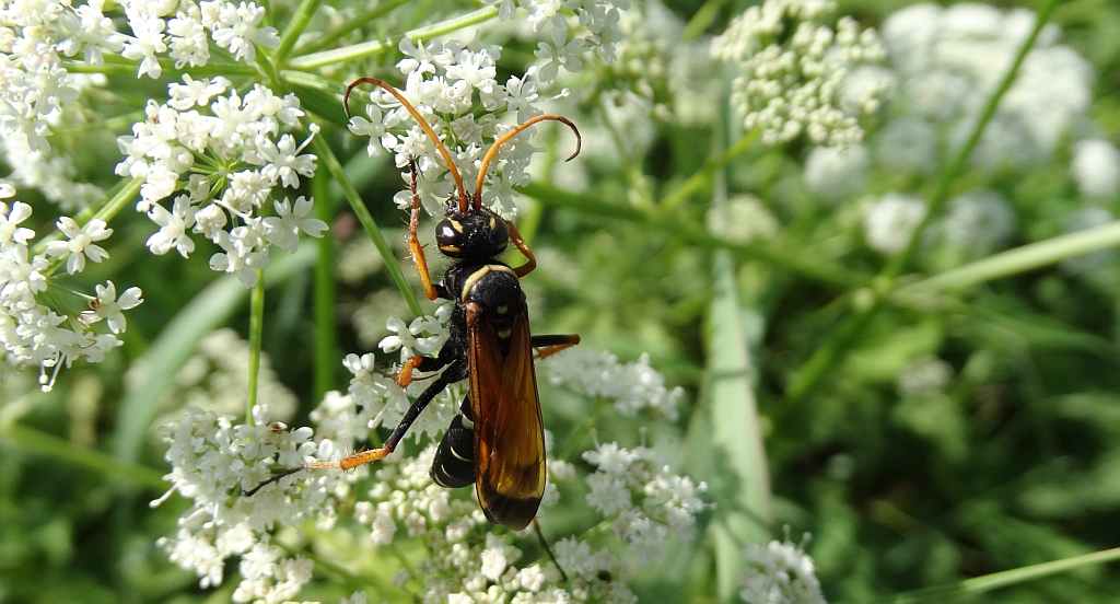 Nastecznik żółtoskrzydły (Batozonellus lacerticida)    gatunek ten został uwzględniony w "Czerwonej liście zwierząt ginących i zagrożonych w Polsce"