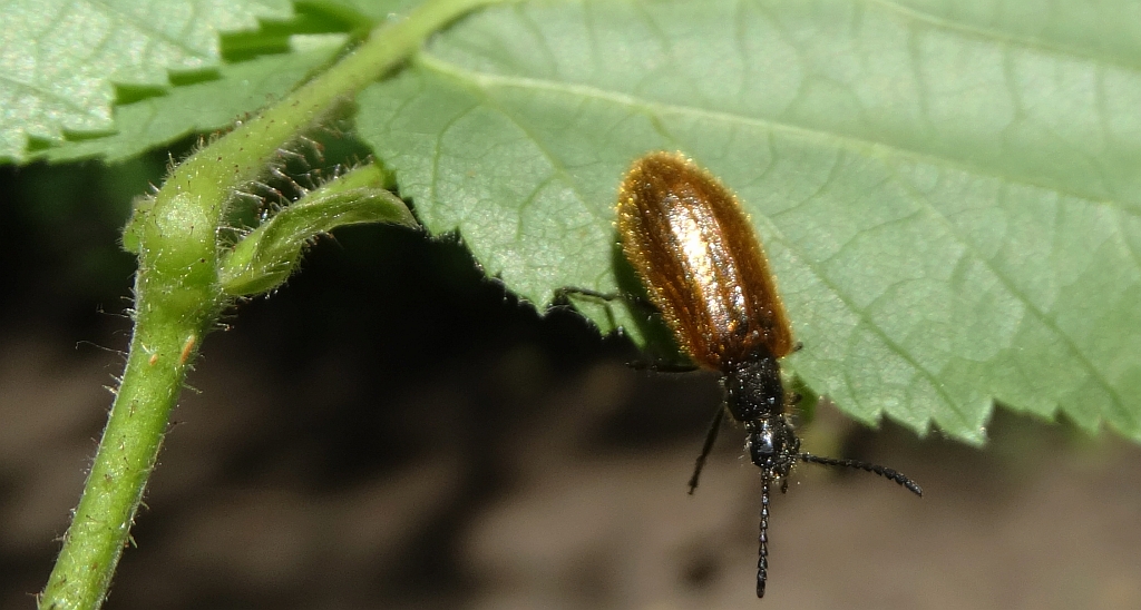 Omięk (Lagria hirta)