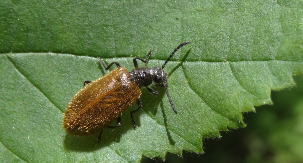 Omięk (Lagria hirta)