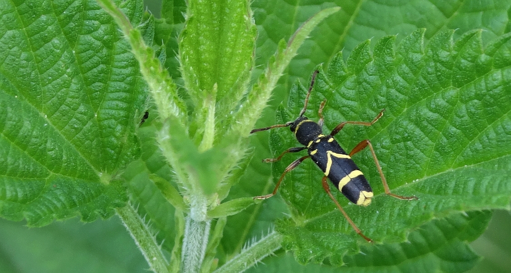 Biegowiec osowaty (Clytus arietis)