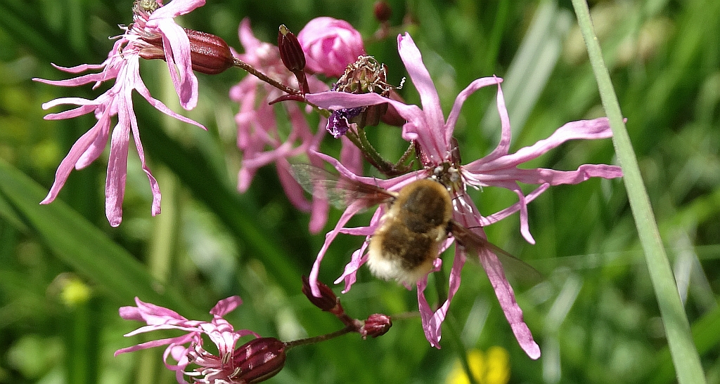 Bujanka większa (Bombylius major)