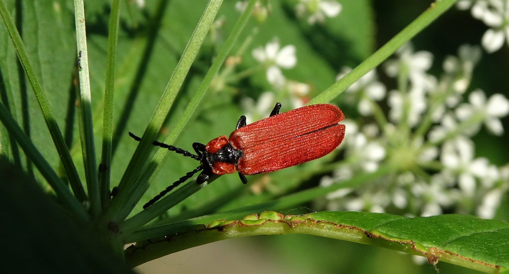 Ogniczek większy (Pyrochroa coccinea)
