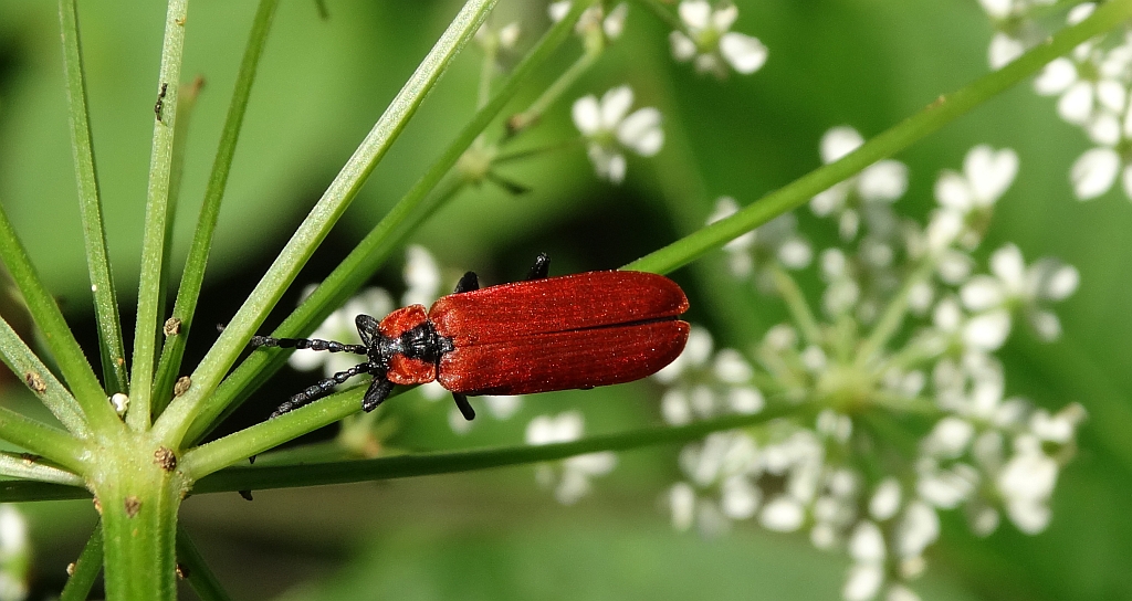 Ogniczek większy (Pyrochroa coccinea)