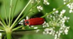 Ogniczek większy (Pyrochroa coccinea)
