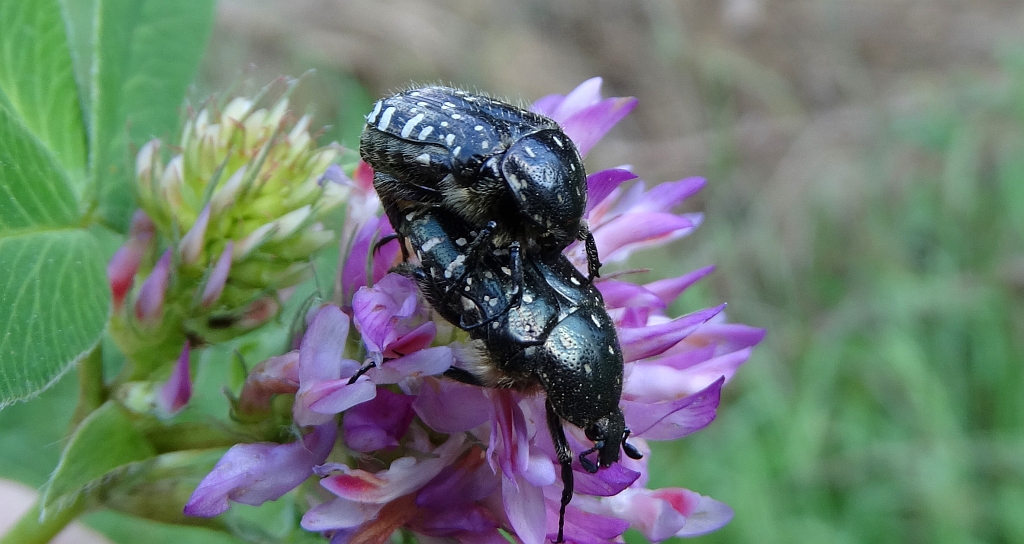 Łanocha pobrzęcz ( Oxythyrea funesta )