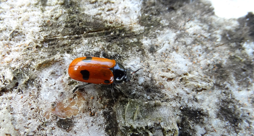 Moszenica wierzbówka (Clytra laeviuscula)