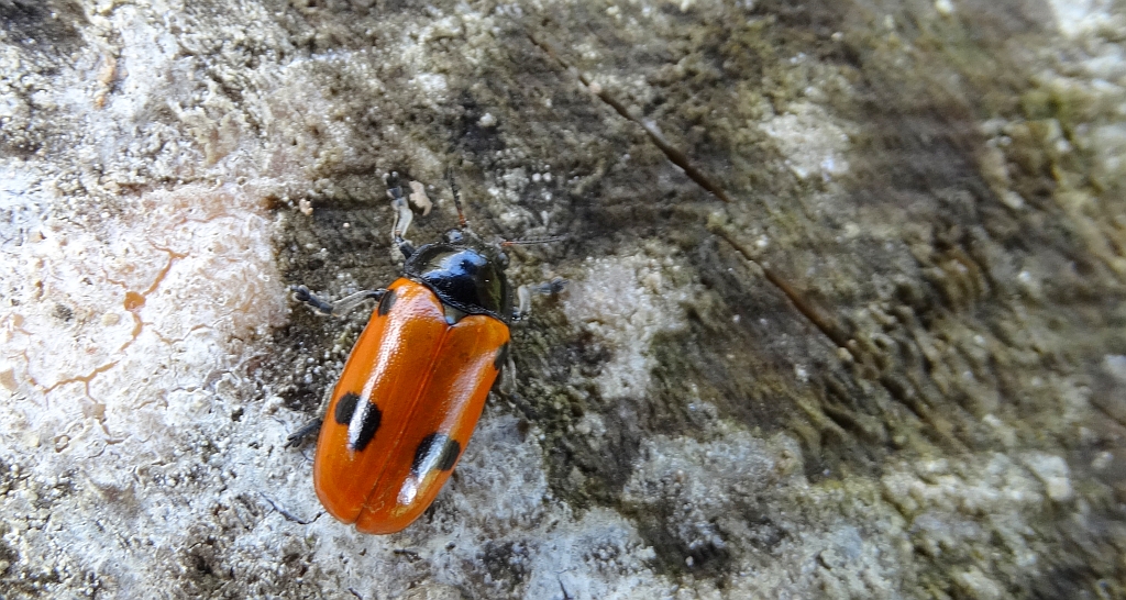 Moszenica wierzbówka (Clytra laeviuscula)