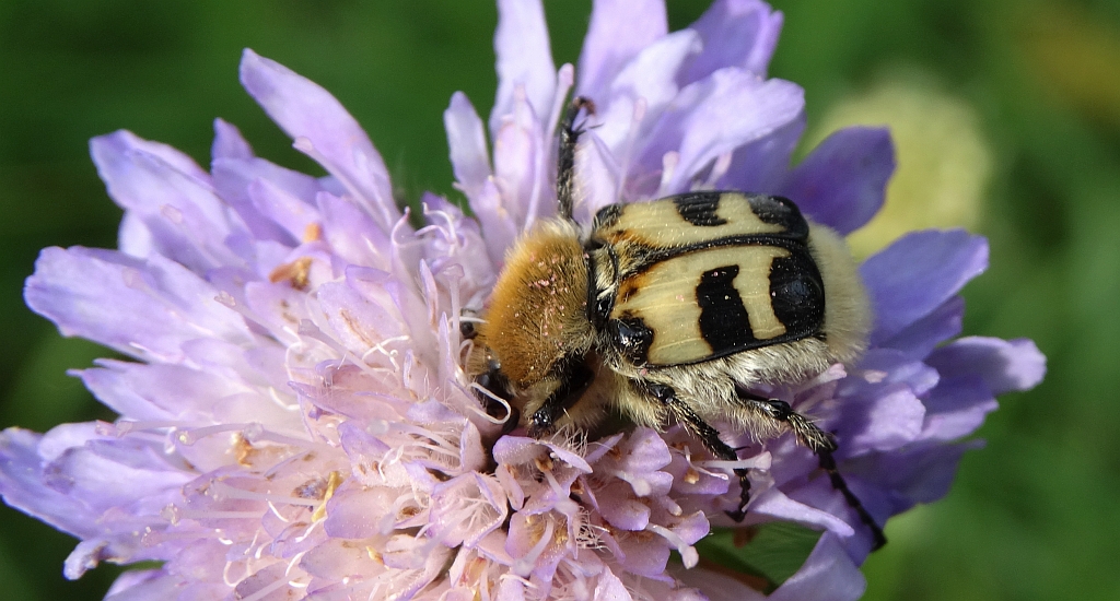 Orszoł prążkowany (Trichius fasciatus)