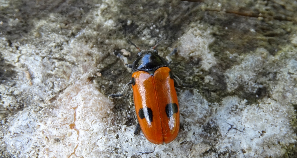Moszenica wierzbówka (Clytra laeviuscula)