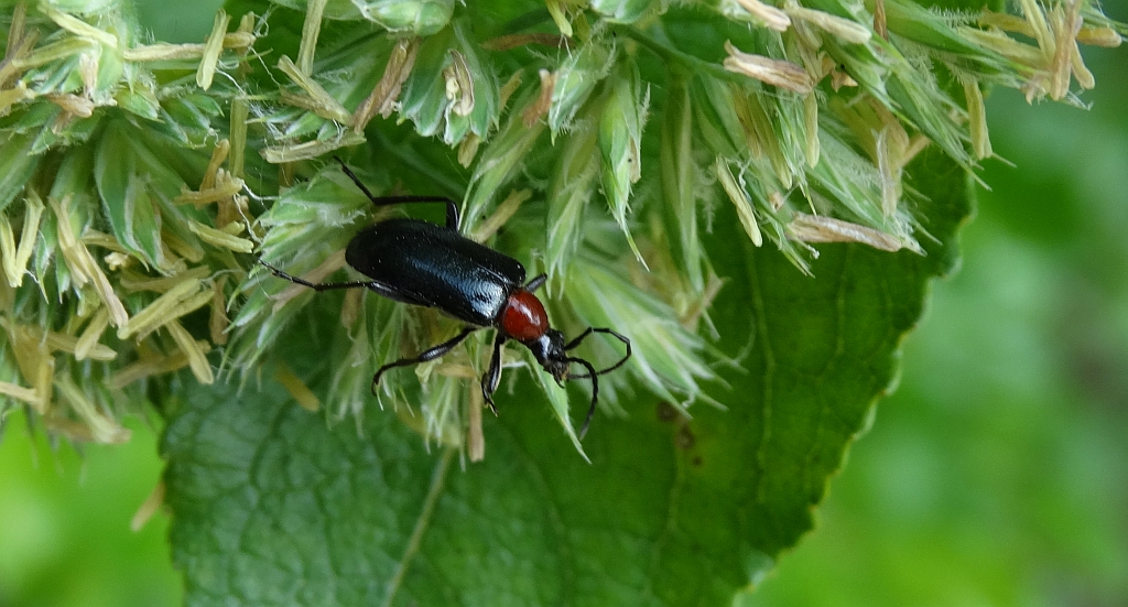 Rozpylak zwyczajny (Dinoptera collaris)