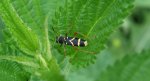 Biegowiec osowaty (Clytus arietis)