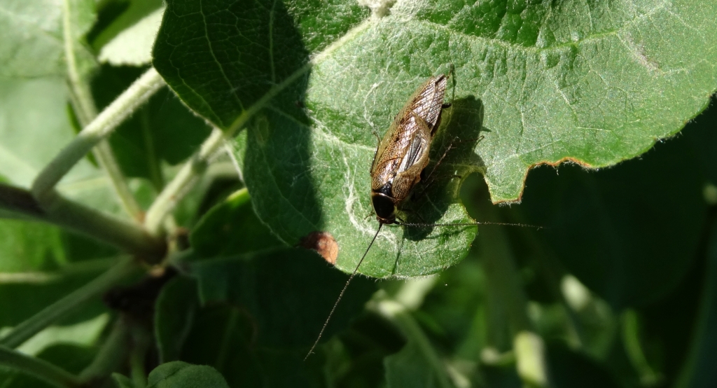 Zadomka polna (Ectobius lapponicus)