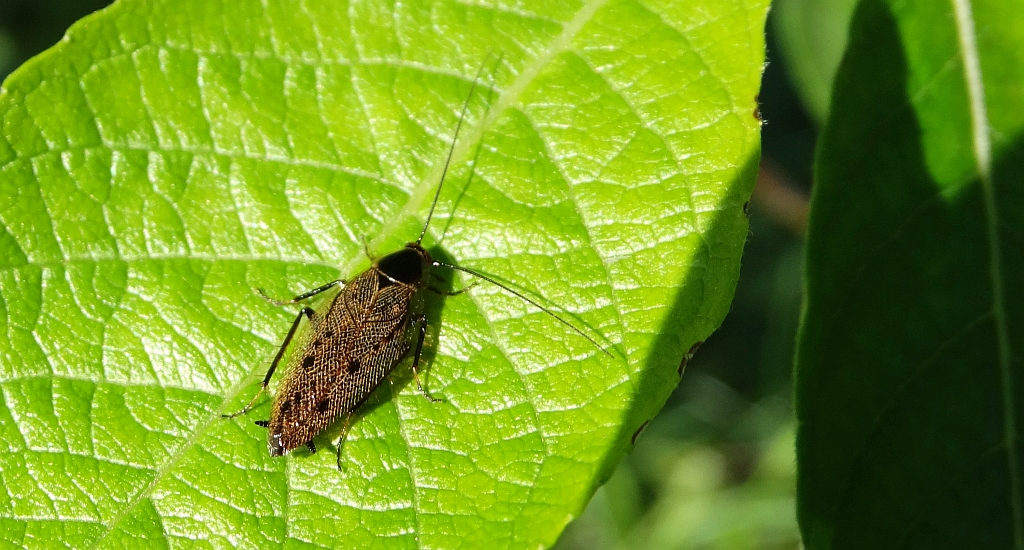 Zadomka polna (Ectobius lapponicus)