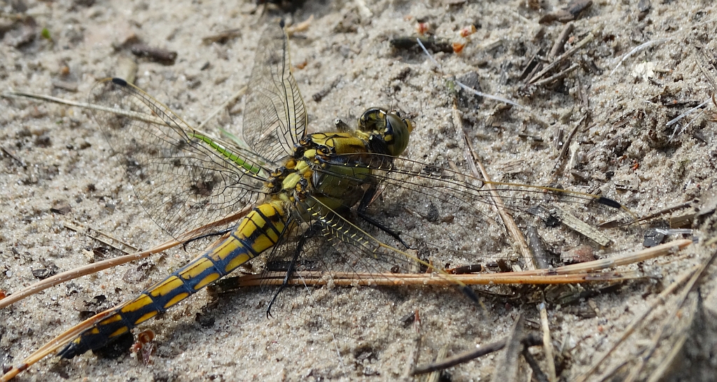 Lecicha pospolita (Orthetrum cancellatum)