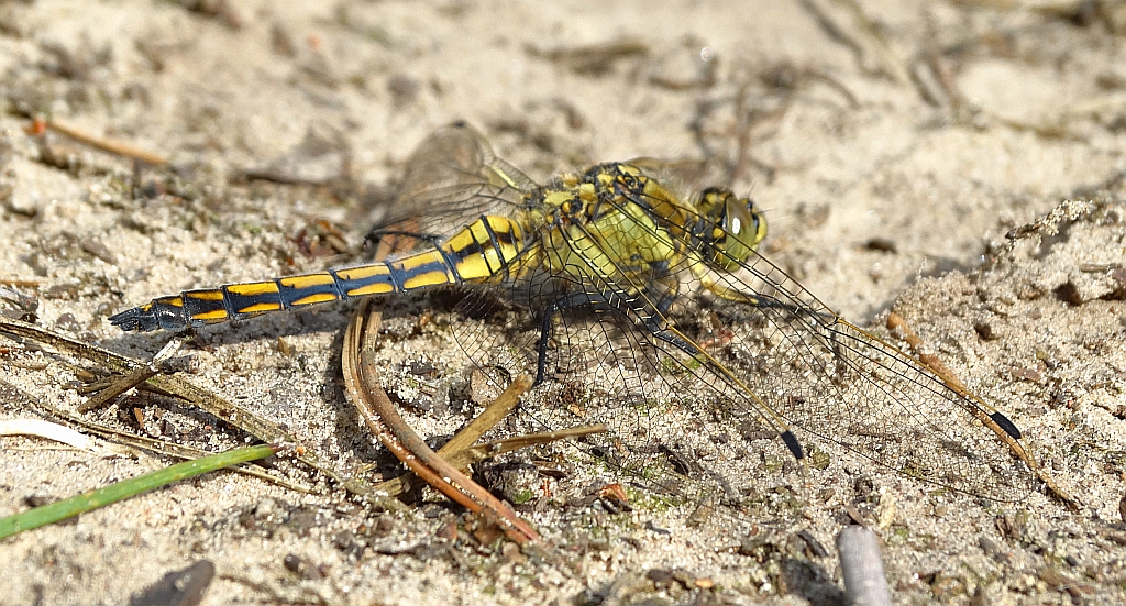 Lecicha pospolita (Orthetrum cancellatum)