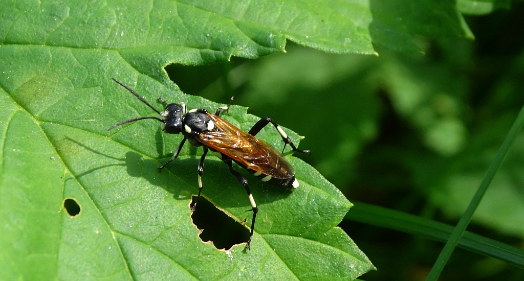 Macrophya duodecimpunctata
