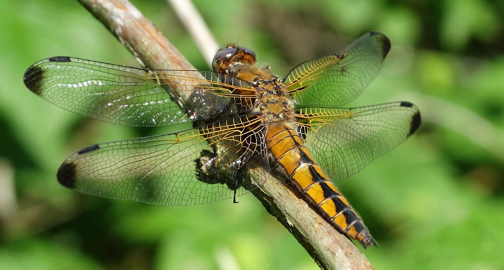 Ważka ruda (Libellula fulva)