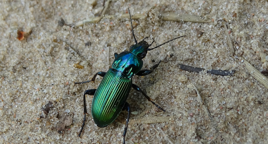 Poecilus (Poecilus) lepidus lepidus