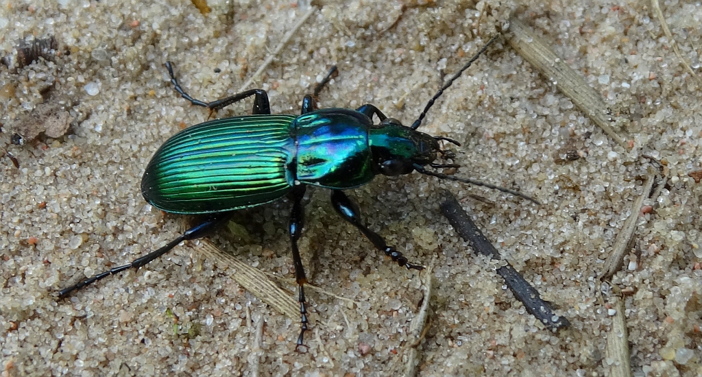 Poecilus (Poecilus) lepidus lepidus