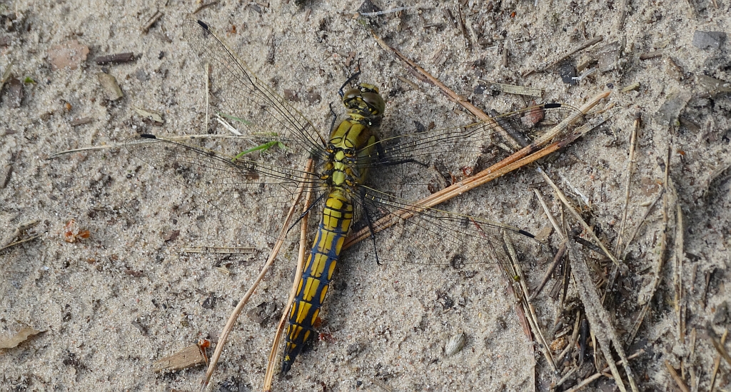 Lecicha pospolita (Orthetrum cancellatum)