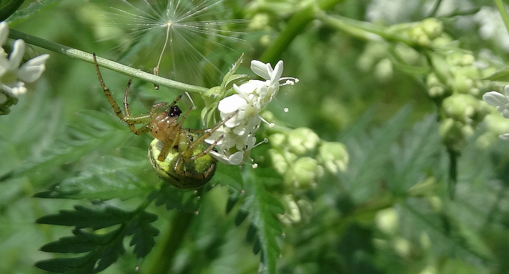 Krzyżak zielony (Araniella cucurbitina)