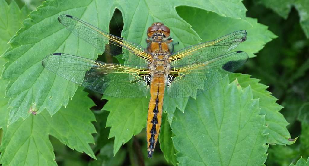 Ważka ruda (Libellula fulva)